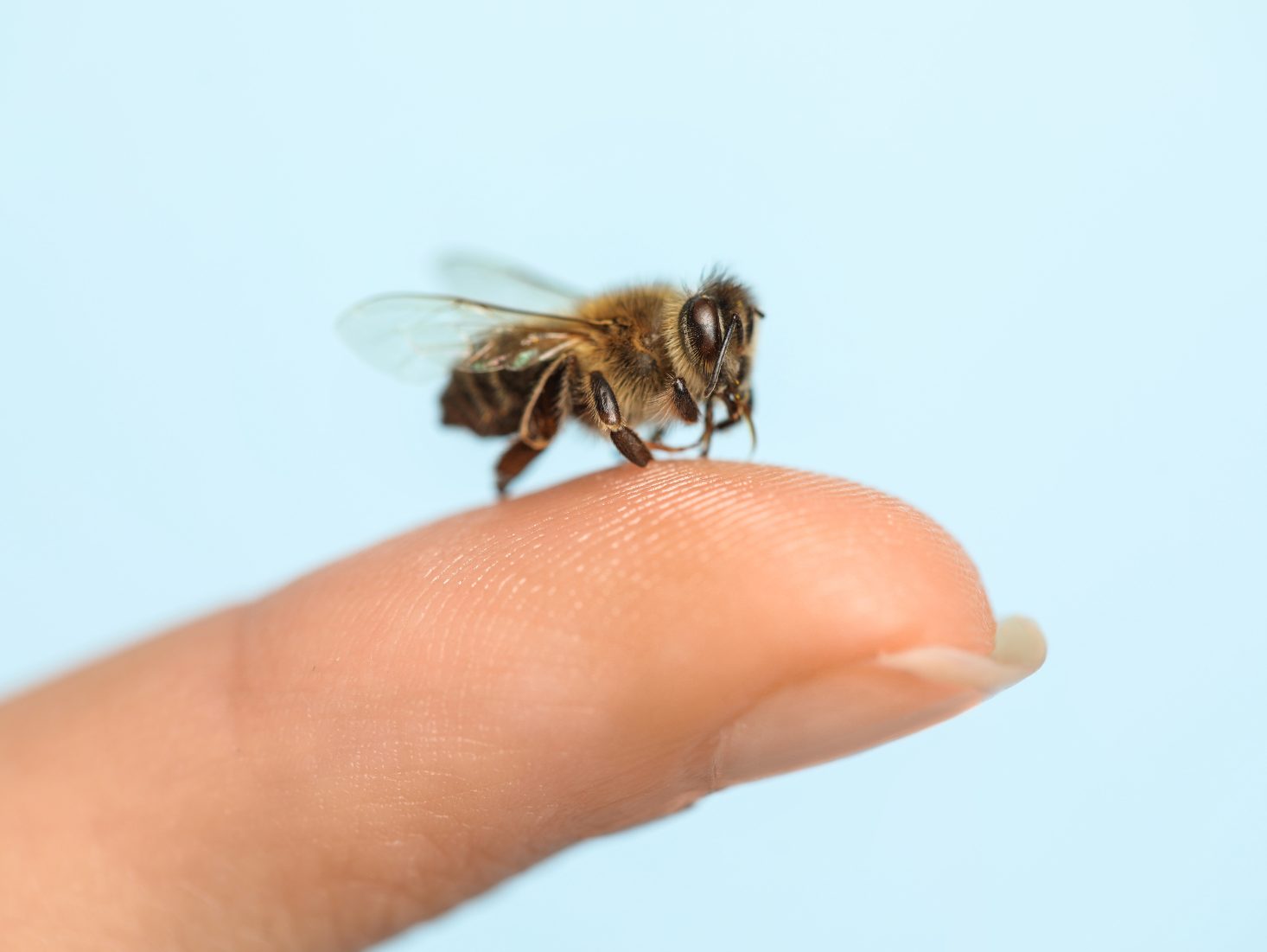 Kisokos a méhszúrásról