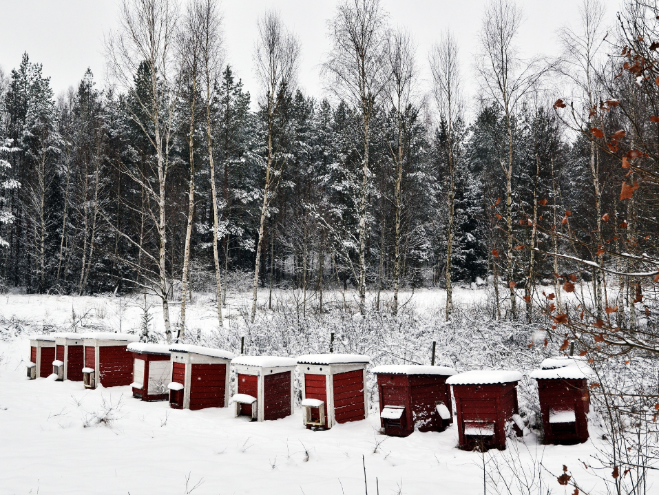 Mit csinálnak a méhek télen