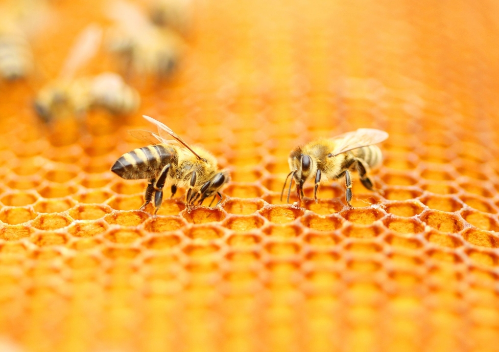 Immunerősítés méhpempővel