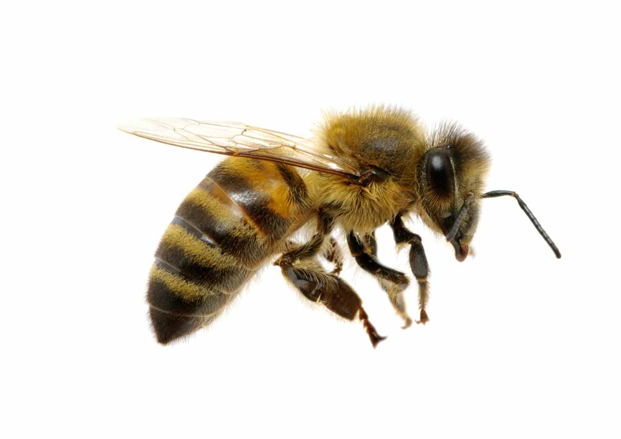 10 érdekes tény a méhekről